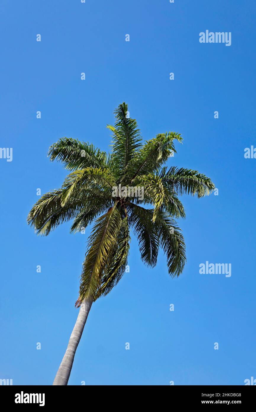 Palm Tree e cielo blu Foto Stock