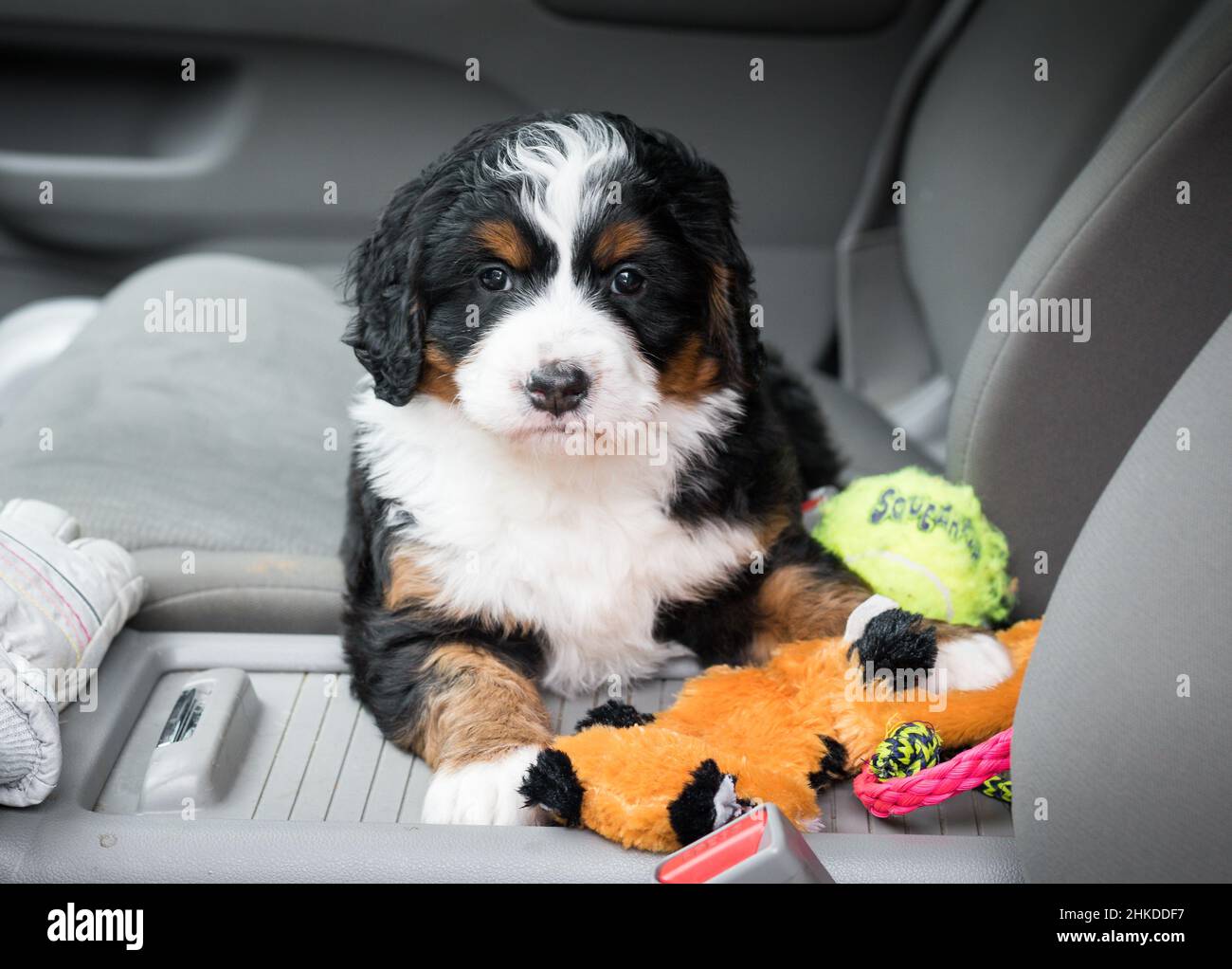 Tre colori Mini Bernedoodle Puppy seduto sul sedile passeggero di un'auto con diversi giocattoli Foto Stock