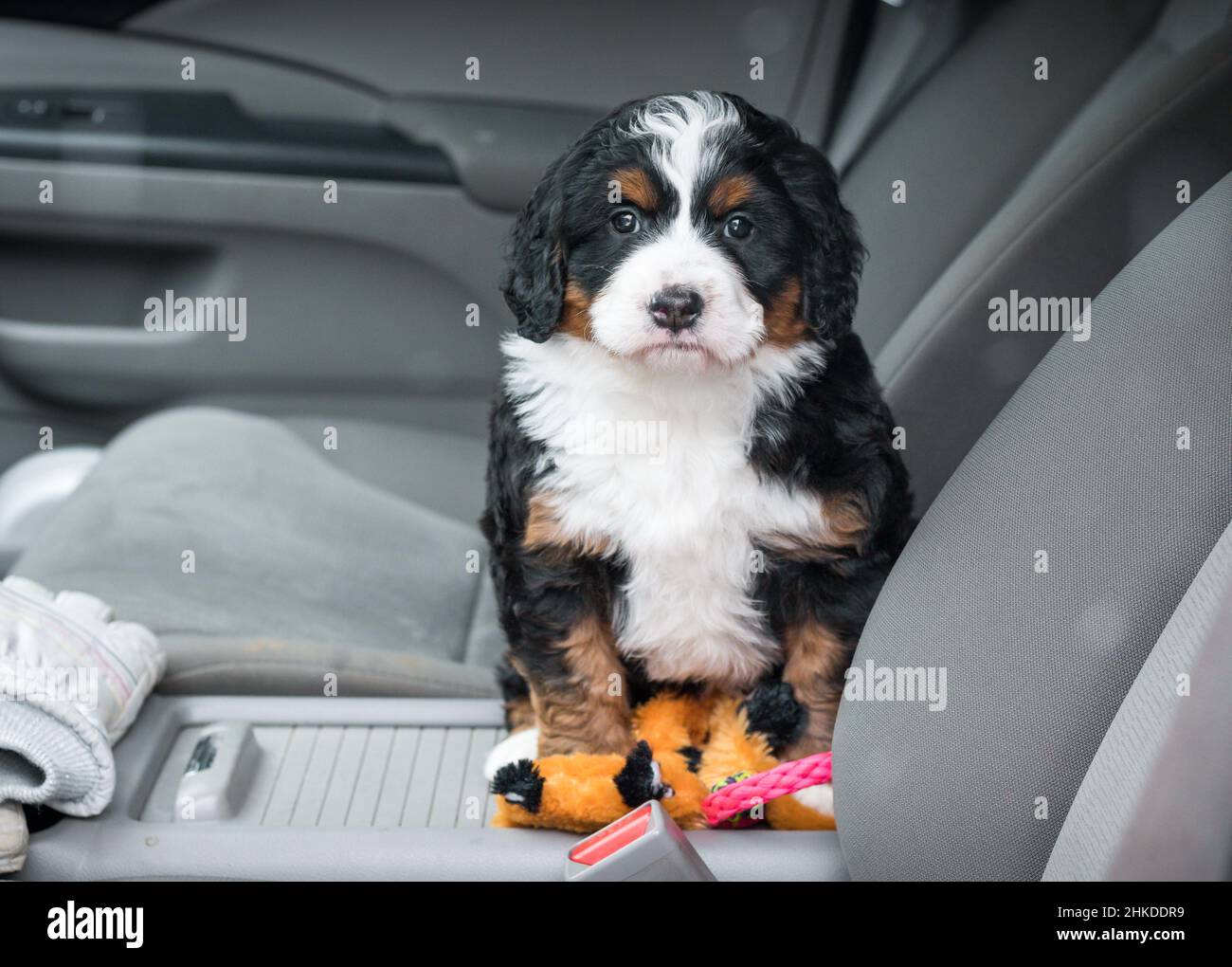 Tre colori Mini Bernedoodle Puppy seduto sul sedile passeggero di un'auto con diversi giocattoli Foto Stock