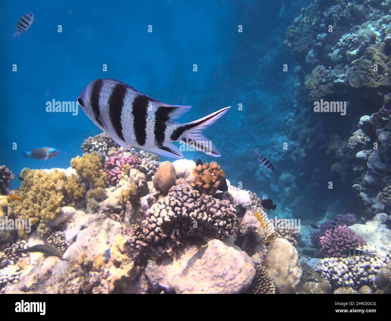 sergente di coda di forbice o damselfish strippato alla barriera corallina Foto Stock