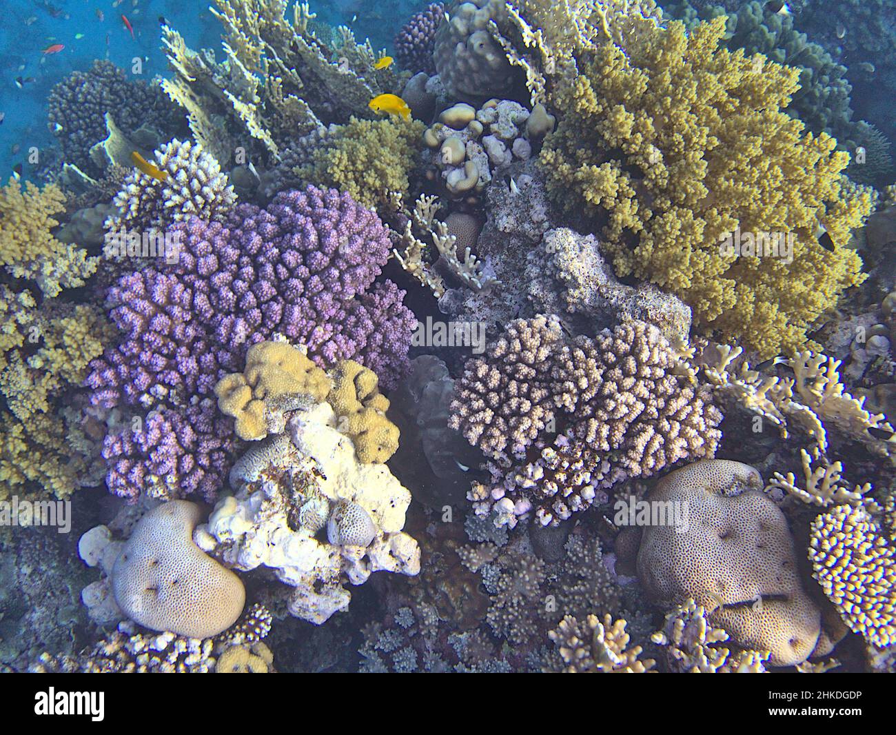 primo piano di una barriera corallina Foto Stock