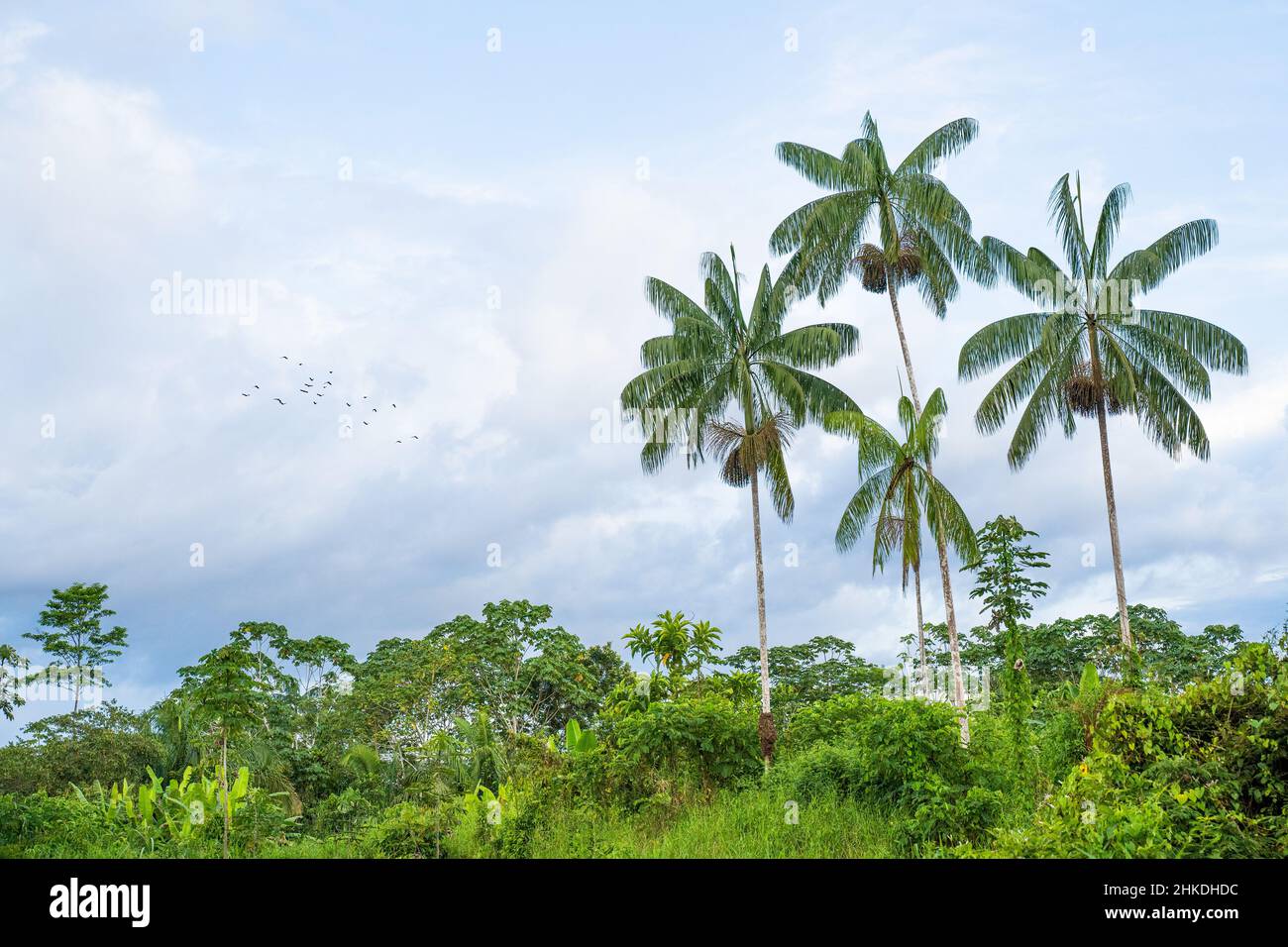 Volo di uccelli sulla foresta amazzonica vicino a Leticia, Colombia Foto Stock