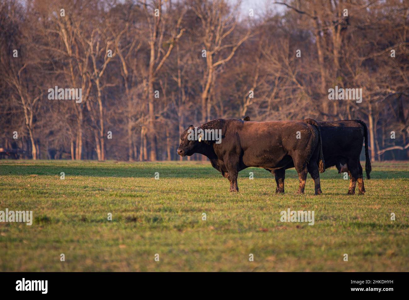 Angus bull ombra una mucca che viene in calore in un pascolo primavera con spazio negativo a sinistra. Foto Stock