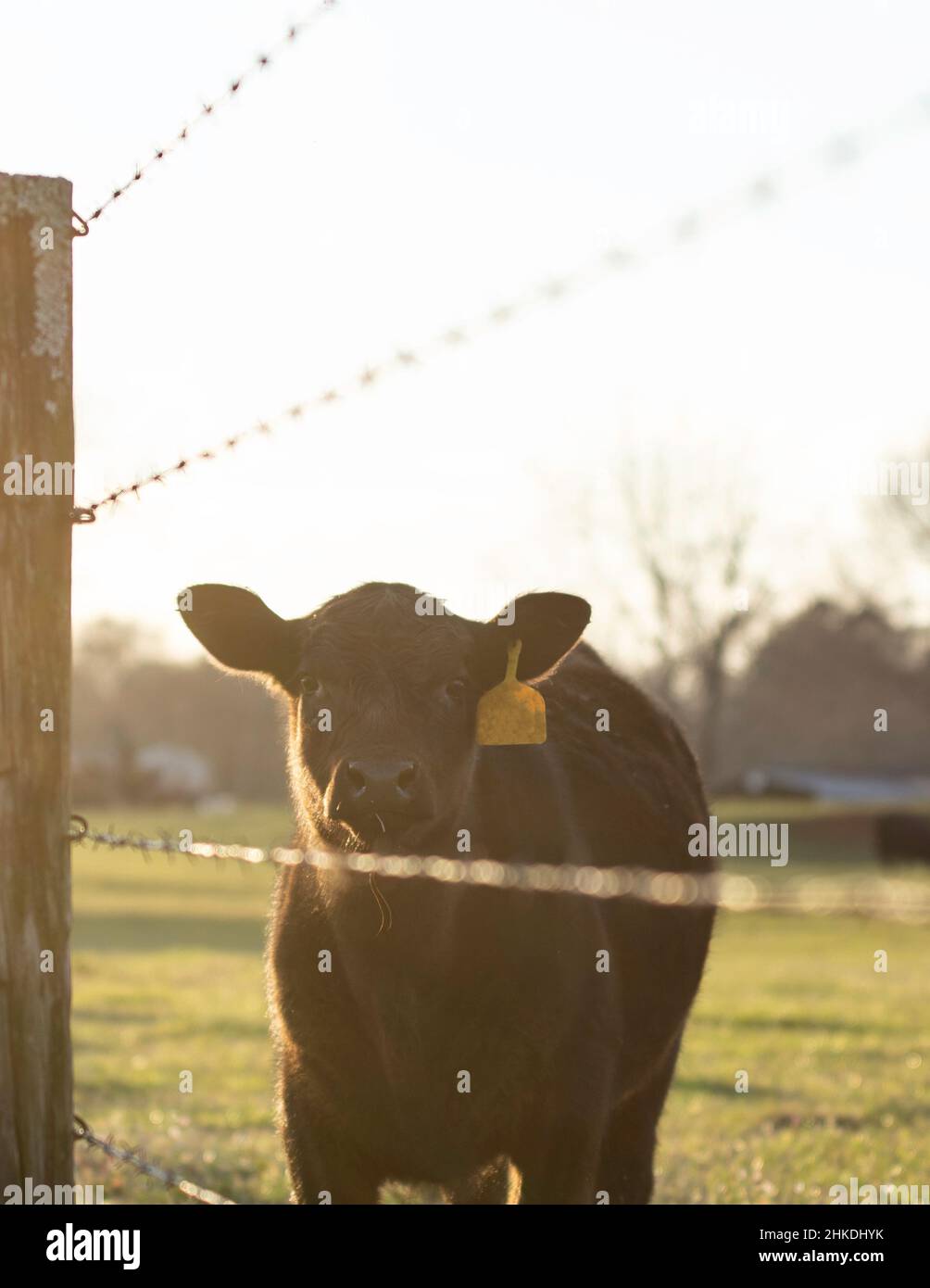 Ritratto di un vitello Angus bagnata dalla luce del sole dell'ora d'oro in piedi vicino ad una recinzione di filo spinato guardando la macchina fotografica con spazio negativo. Foto Stock