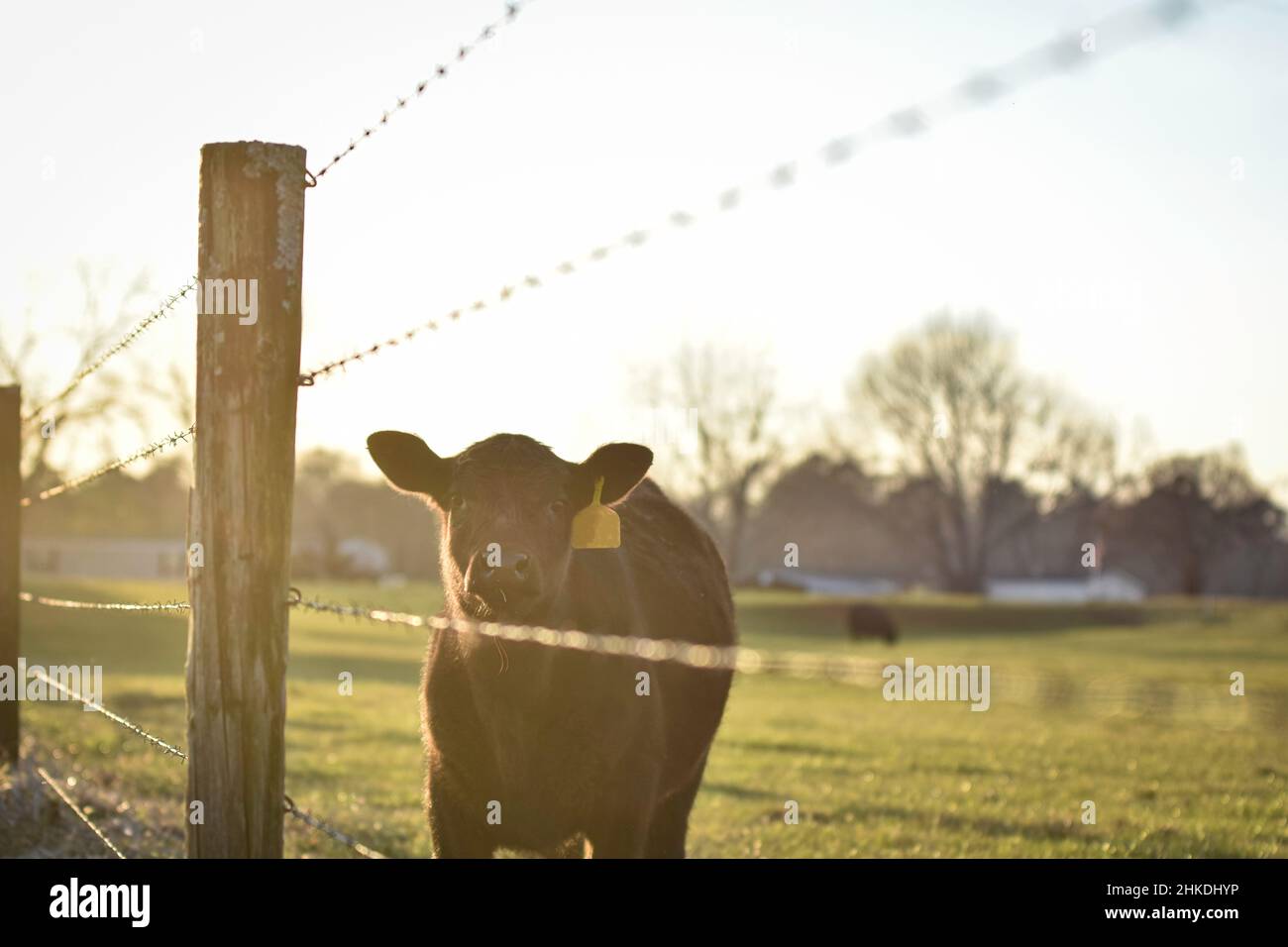 Il vitello Angus bagnata dalla luce del sole dell'ora d'oro in piedi vicino ad una recinzione di filo spinato guardando la macchina fotografica con spazio negativo. Foto Stock