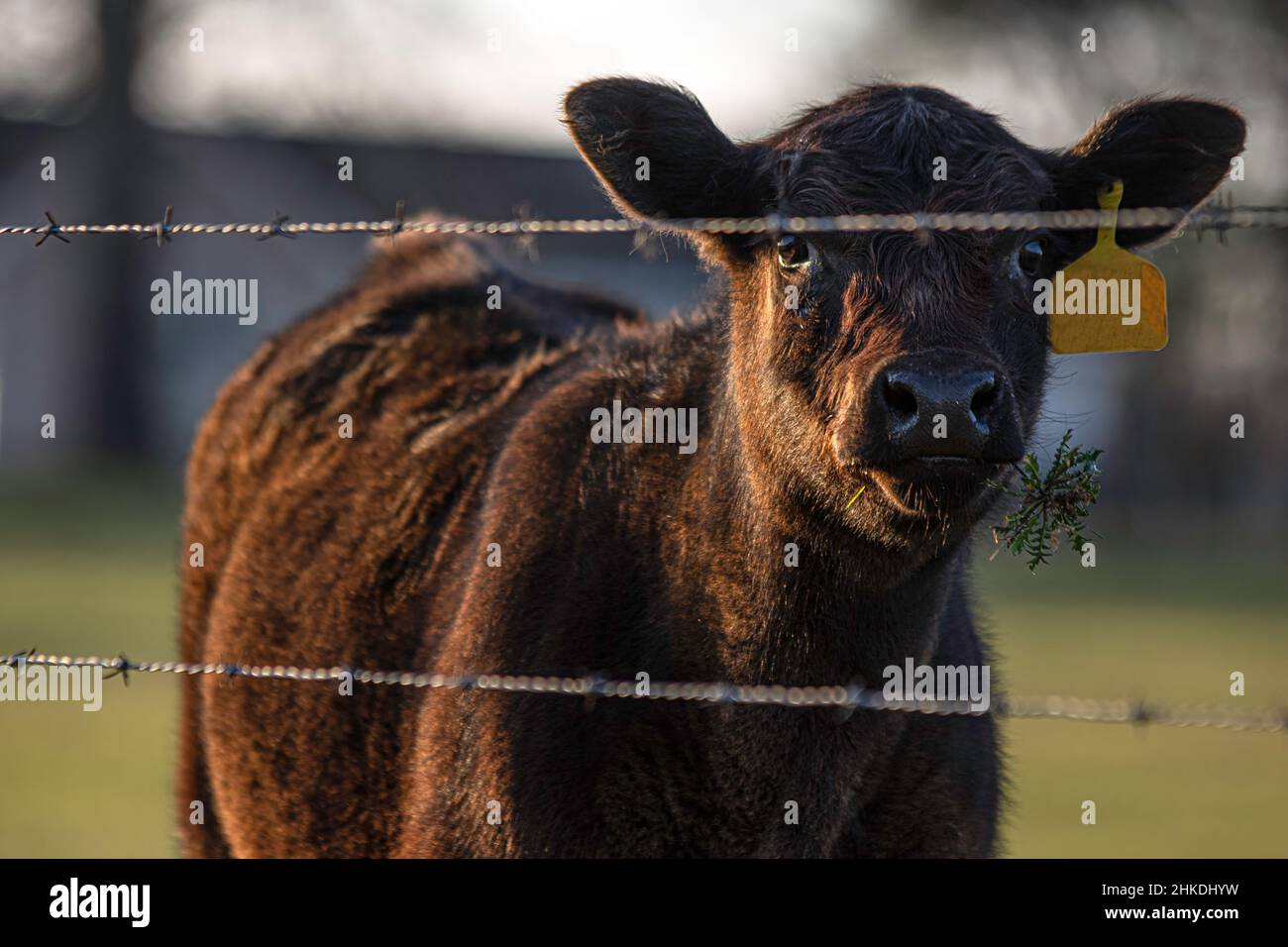 Vitello angus heifer con ramoscello in bocca guardando la macchina fotografica da dietro una recinzione filo spinato. Foto Stock