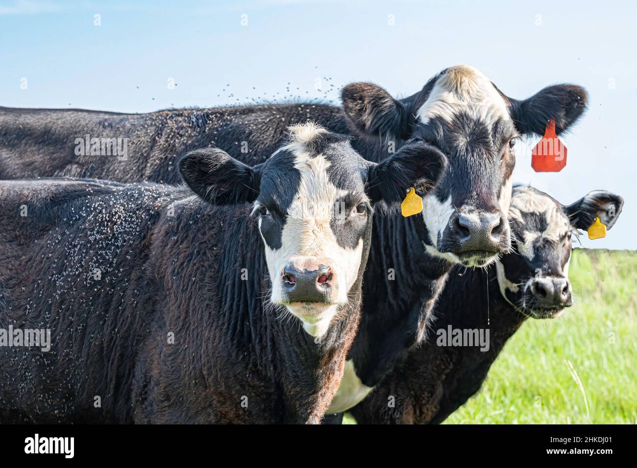 Trio di una mucca e due vitelli coperti in mosche corno guarda la macchina fotografica. Foto Stock