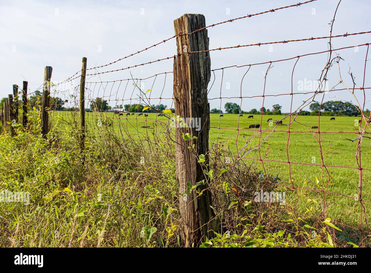 Sfondo agricolo di una recinzione con bestiame al pascolo in lontananza sfondo. Foto Stock