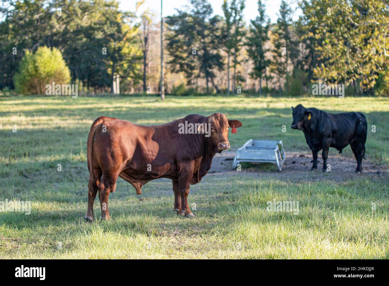 Un salers bull che guarda la fotocamera in primo piano con un angus bull dietro di lui fuori fuoco. Foto Stock