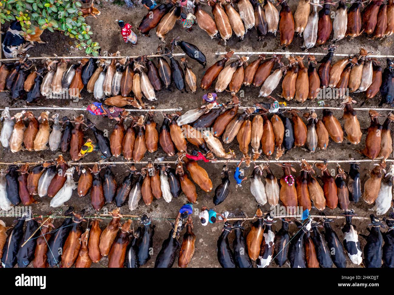Migliaia di mucche sono allineate per essere vendute in un mercato di bestiame vivace in Bangladesh. Oltre 50.000 degli animali sono raccolti insieme dai coltivatori. Foto Stock