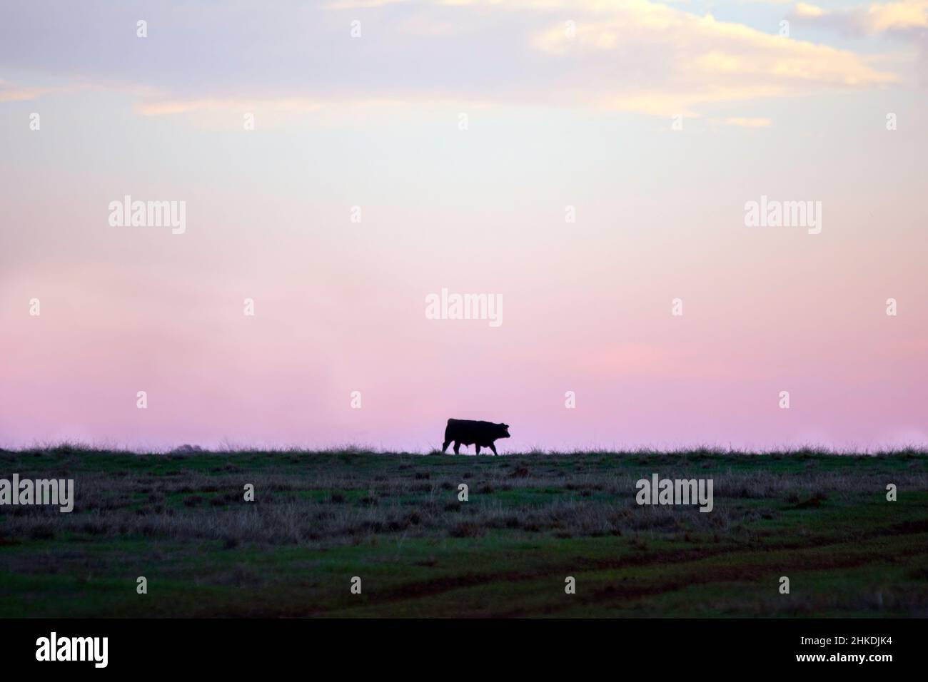 Silhouette di un singolo sterzo che cammina attraverso una collina contro un cielo rosa crepuscolo con spazio negativo. Foto Stock