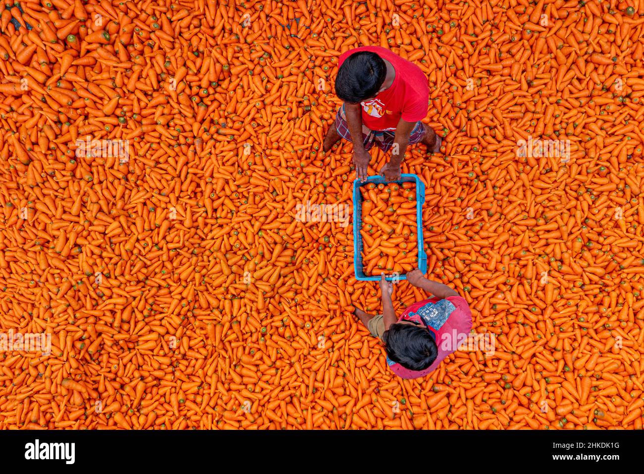 Gli agricoltori stanno lavando e trasformando le carote Foto Stock