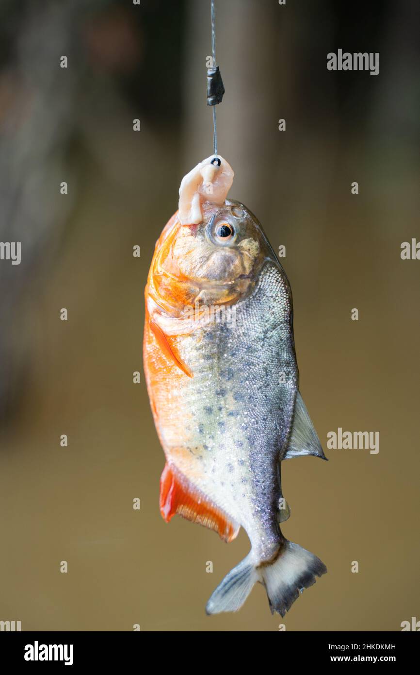 Piranha pesca nel fiume, Amazzonia. Foto Stock