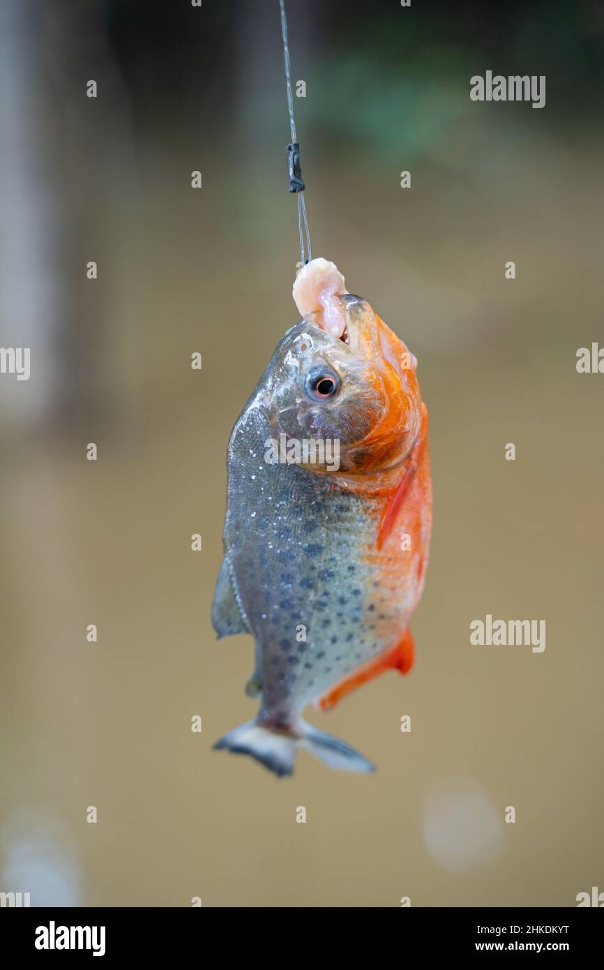 Piranha pesca nel fiume, Amazzonia. Foto Stock
