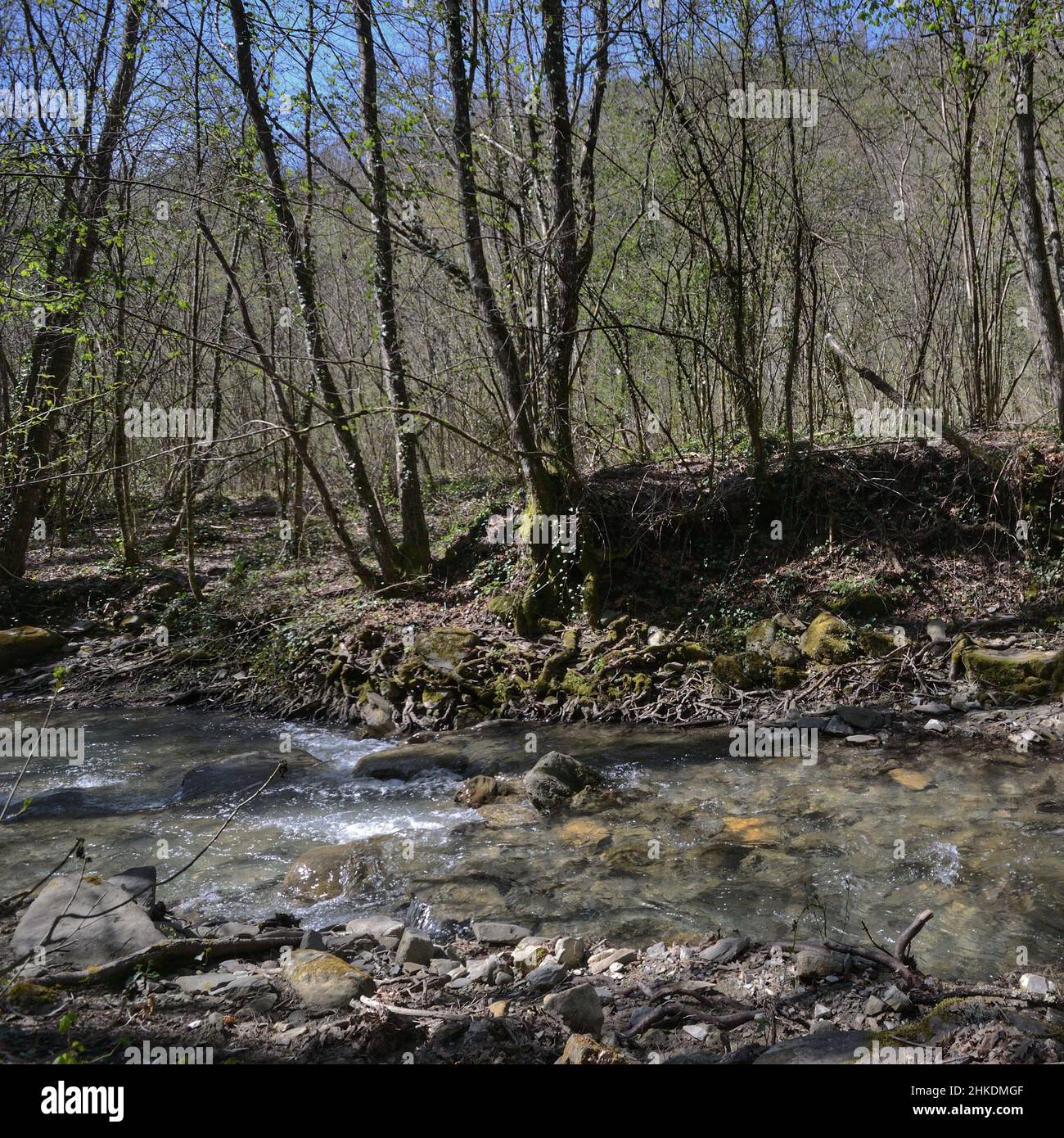 il torrente di montagna scorre all'inizio della primavera Foto Stock