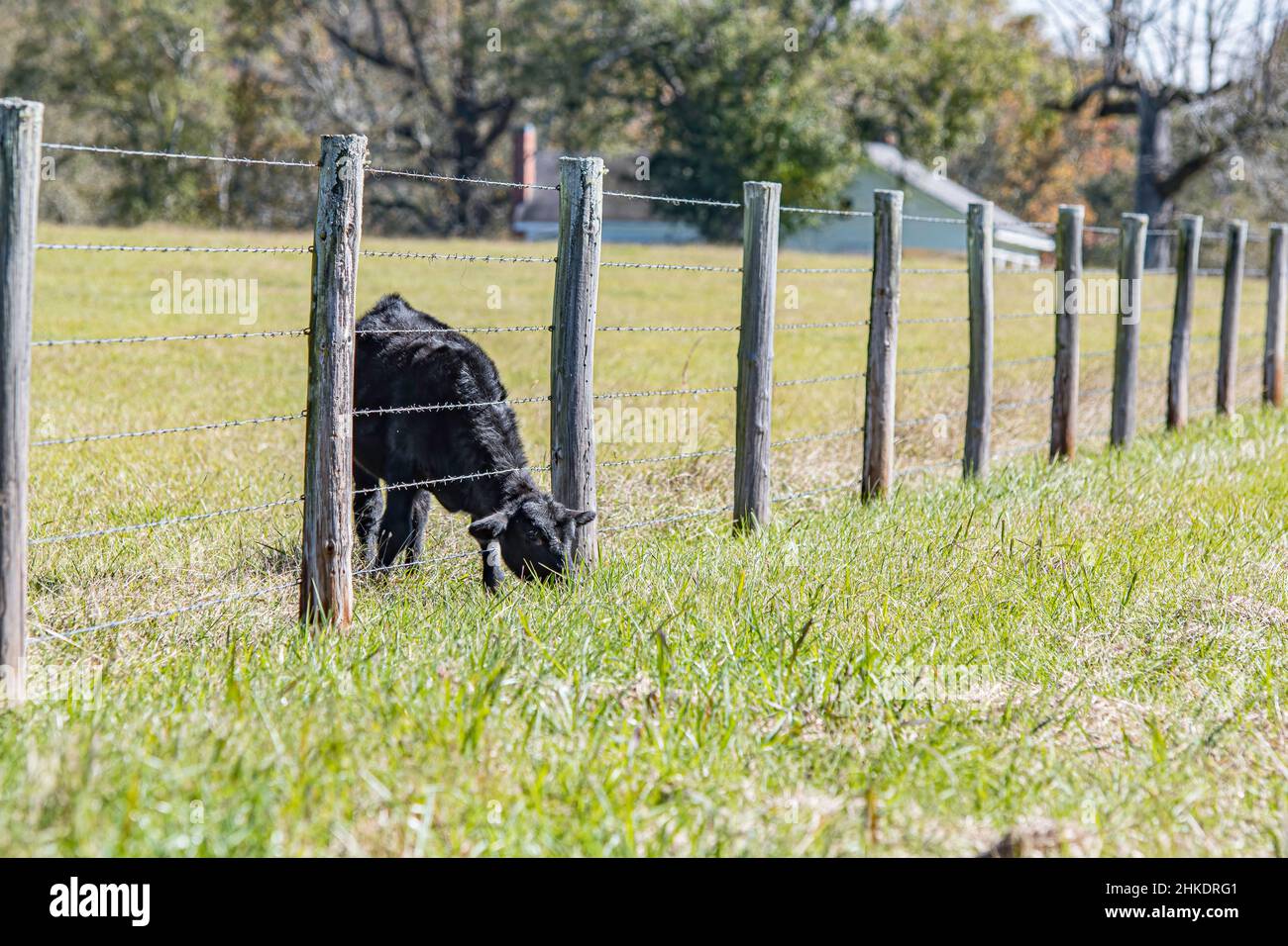 Il vitello nero di Angus raggiunge attraverso la recinzione di filo spinato per graffiare l'erba sull'altro lato. Foto Stock