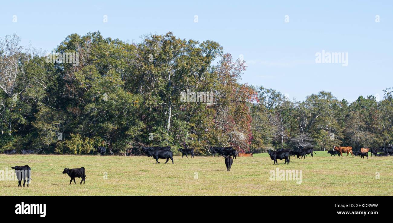 Mandria di bestiame bovino di manzo commerciale in un pascolo di inizio autunno in Alabama rurale. Foto Stock