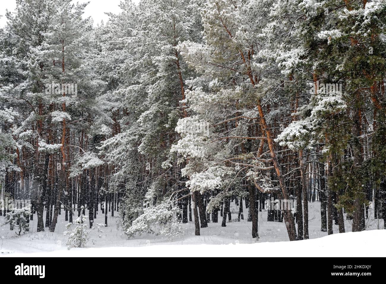 Tronchi di alberi in inverno in colori freddi. Paesaggio invernale dopo una bufera. Foto Stock
