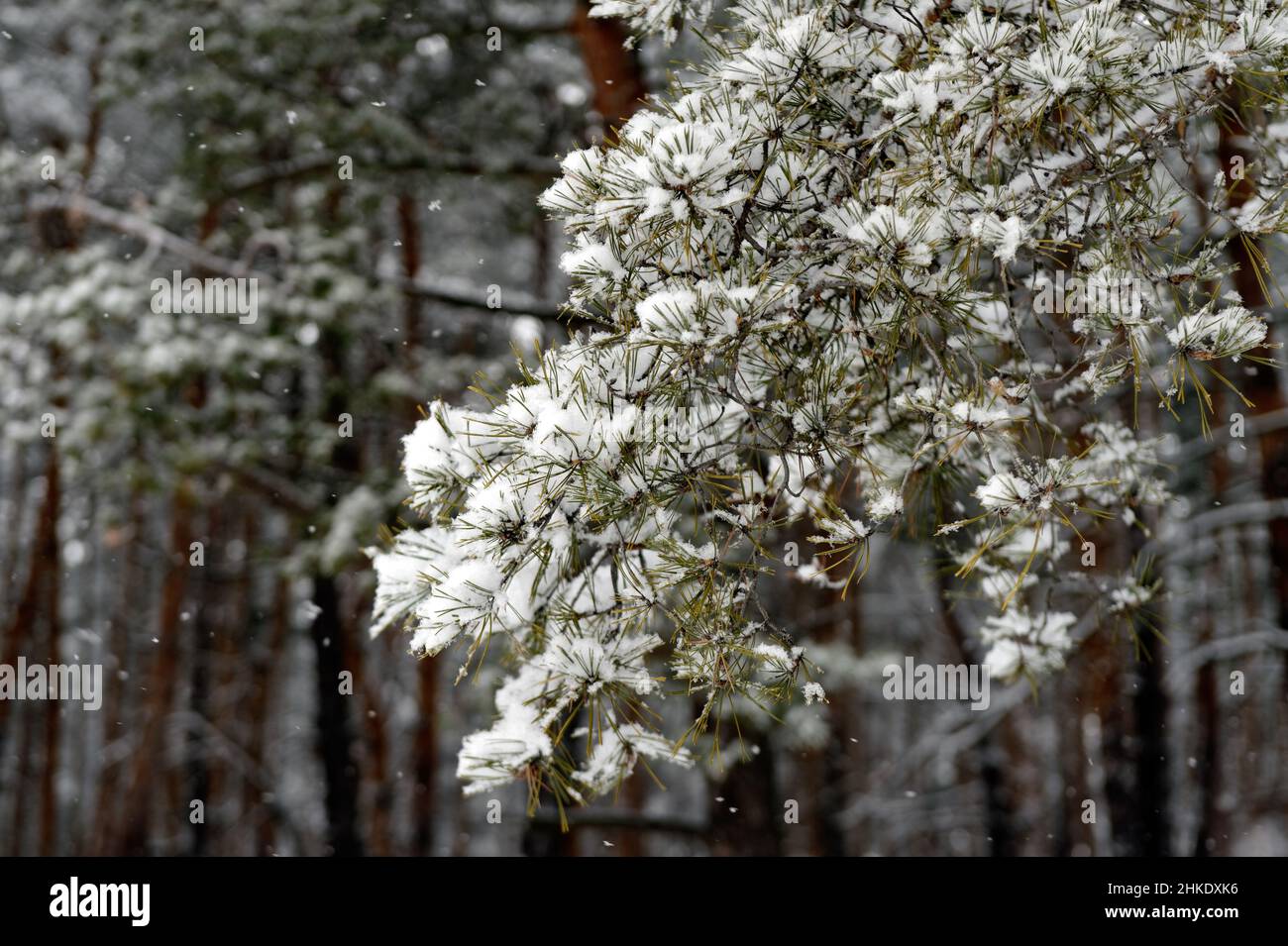 Tronchi di alberi in inverno in colori freddi. Paesaggio invernale dopo una bufera. Foto Stock