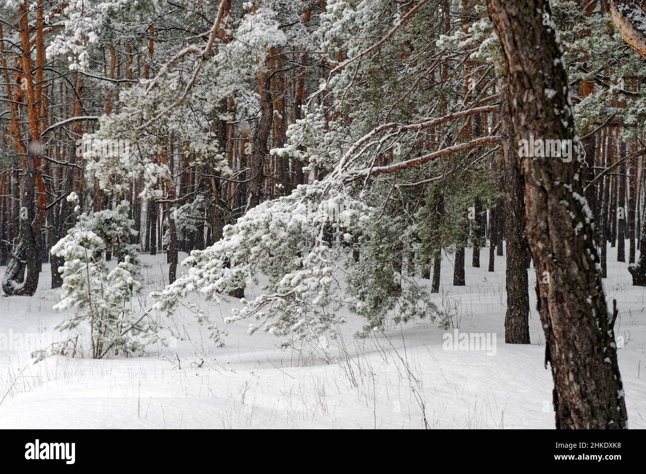 Tronchi di alberi in inverno in colori freddi. Paesaggio invernale dopo una bufera. Foto Stock