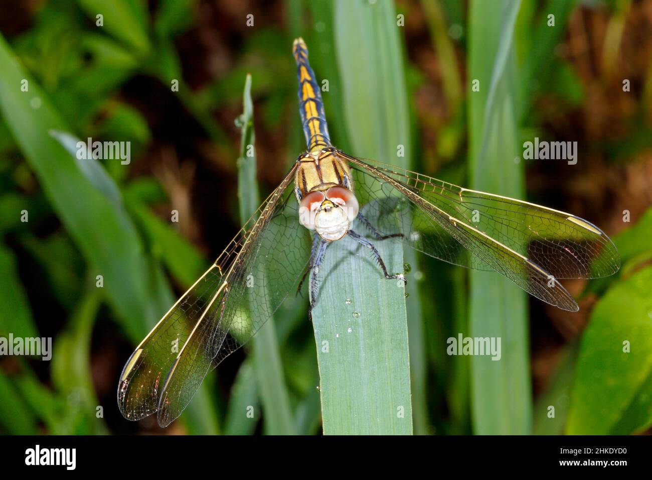 Dragonfly Skimmer blu, Orthetrum caledonicum. Femmina o maschio tenerale. Vista frontale che mostra viso, bocca e testa. Coffs Harbour, New South Wales, Australia Foto Stock