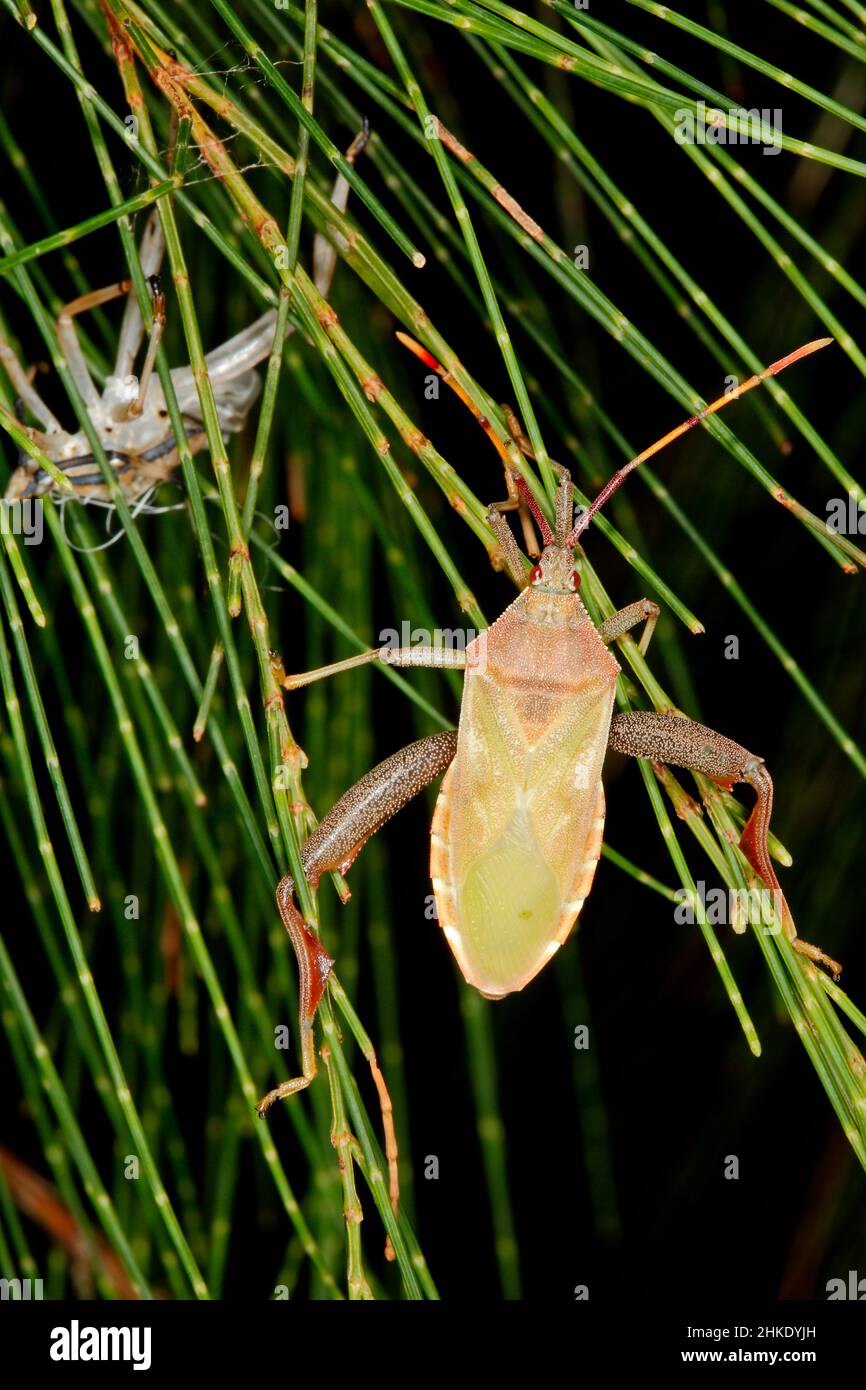 Eucalipto Tip-wilter Bug, Amorbus alternatus. Adulto appena capannone esoscheletro giovanile visto a sinistra. Non ancora essiccato al marrone normale dell'adulto. Foto Stock