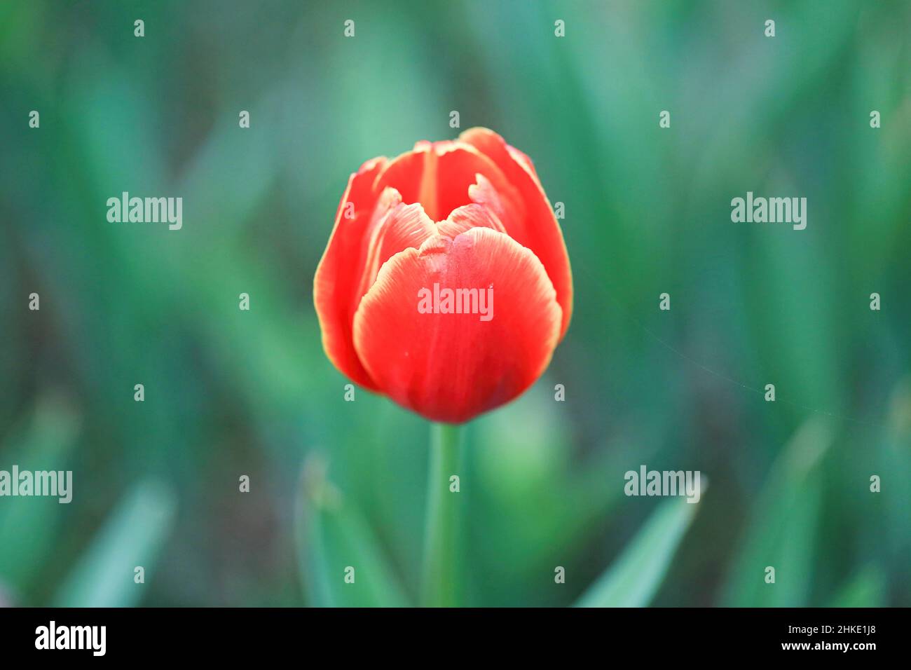 Dhaka, Bangladesh. 03rd Feb 2022. Tulip, il fiore ornamentale in fiore primaverile famoso per la sua bellezza abbagliante che di solito cresce nei paesi più freddi, è ora in gran parte coltivato commercialmente a Gazipur. Credit: SOPA Images Limited/Alamy Live News Foto Stock