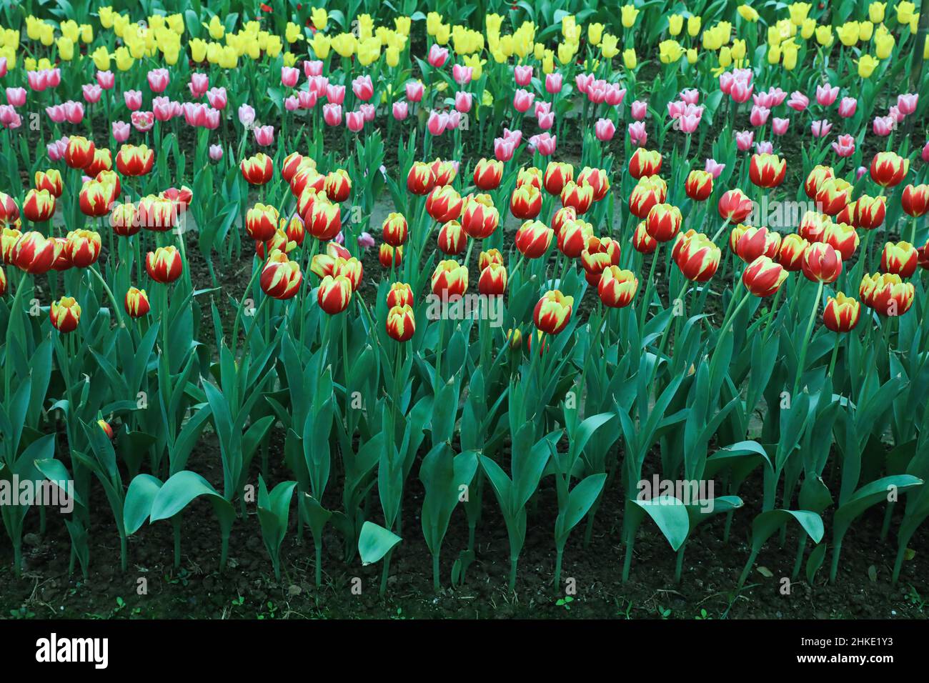 Dhaka, Bangladesh. 03rd Feb 2022. Tulip, il fiore ornamentale in fiore primaverile famoso per la sua bellezza abbagliante che di solito cresce nei paesi più freddi, è ora in gran parte coltivato commercialmente a Gazipur. (Foto di MD Manik/SOPA Images/Sipa USA) Credit: Sipa USA/Alamy Live News Foto Stock