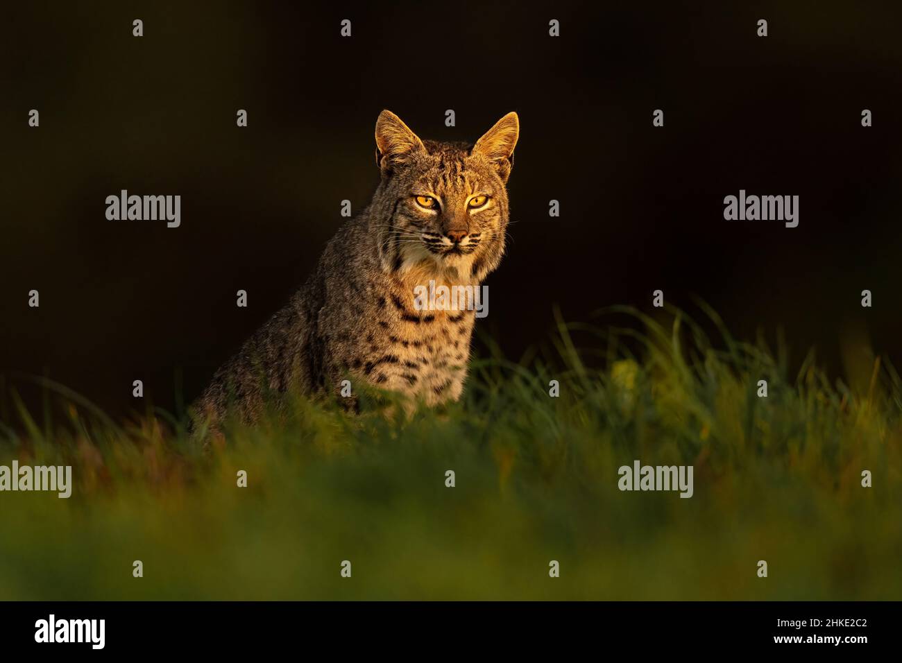 Bobcat Foto Stock