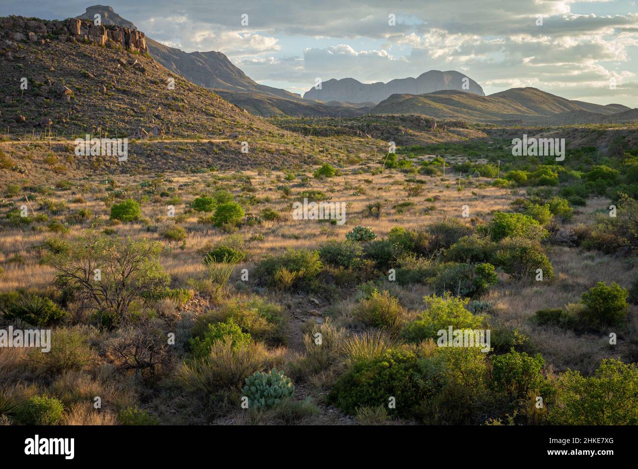 La luce del rastrello illumina le erbe e gli alberi in un arroyo che si estende dalle montagne di Chisos. Foto Stock