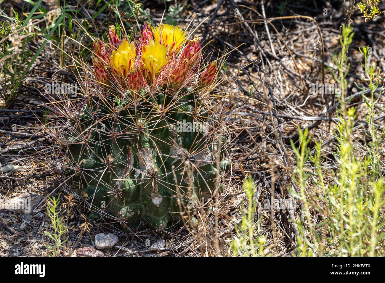 Un Cactus gigante di Fishhook fiorisce all'ombra di un mesquite durante la stagione delle piogge estive del deserto di Chihuahuan. Foto Stock