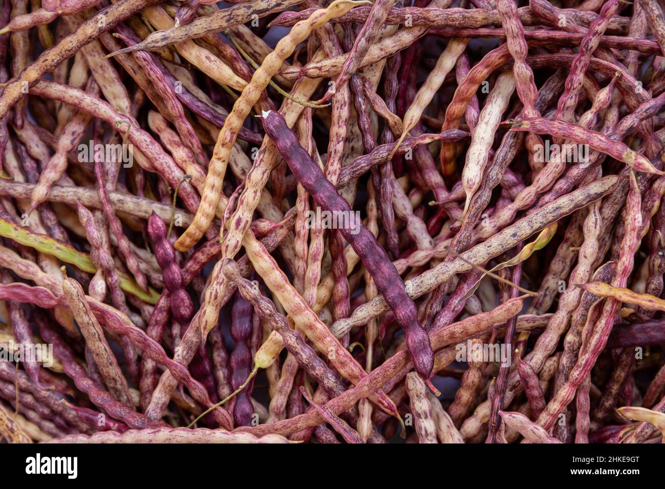 I fagioli di Mesquite sono dolci e ricchi di proteine. Foto Stock