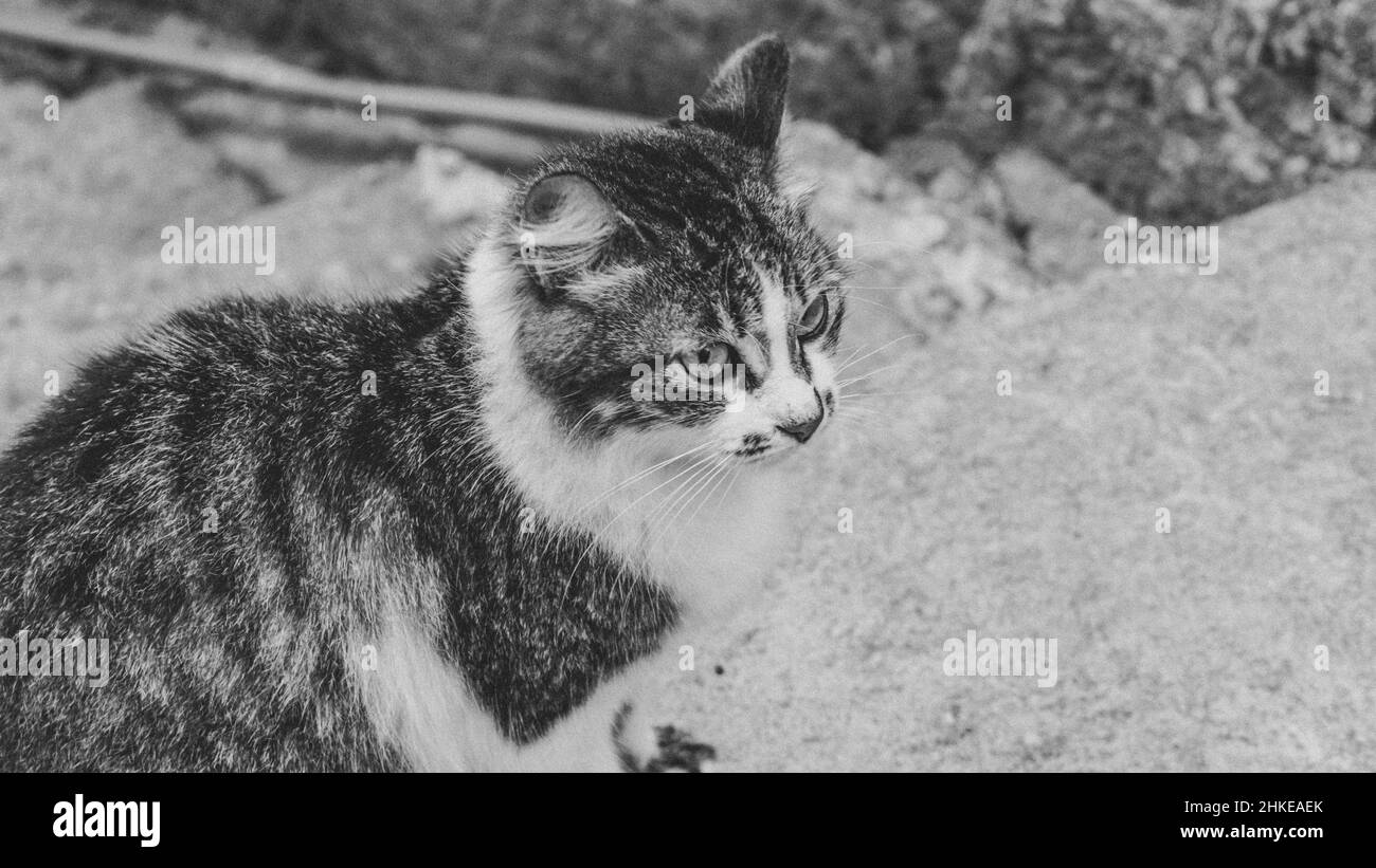 Foto di gatto domestico (animale domestico) in piano chiuso, con un aspetto fisso e carino. Animale reale in una situazione reale. Foto Stock