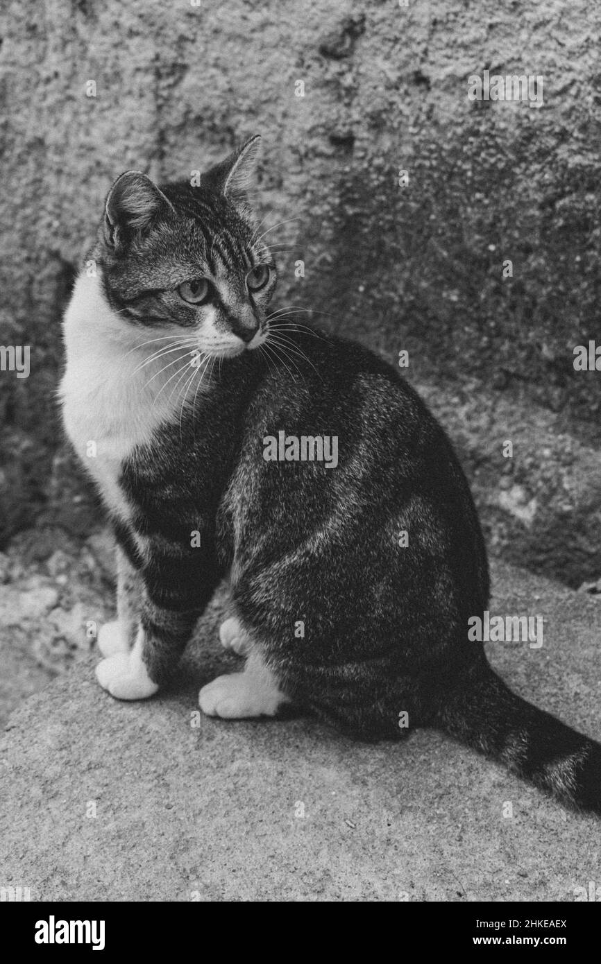 Foto di gatto domestico (animale domestico) in piano chiuso, con un aspetto fisso e carino. Animale reale in una situazione reale. Foto Stock