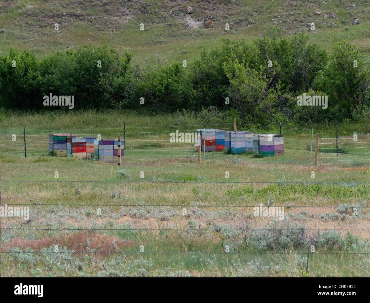 Scatole di api colorate impilate in un ambiente rurale nel Montana centrale con vegetazione sullo sfondo e una recinzione di filo spinato in primo piano. Foto Stock