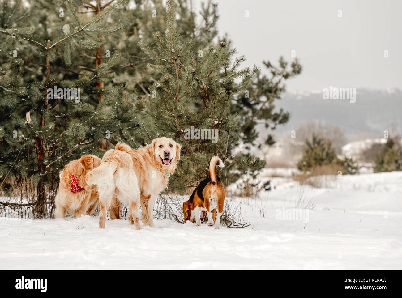 Golden Retriever cane e beagle in inverno Foto Stock