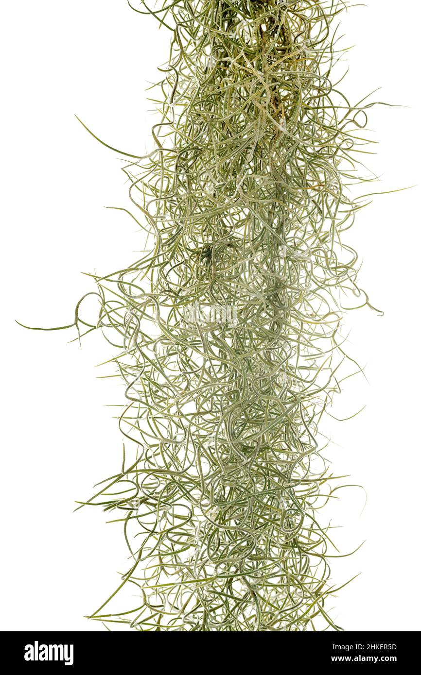 tillandsia pianta di fronte a sfondo bianco Foto Stock
