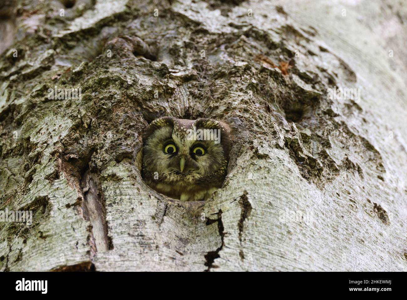 Gufo boreale o gufo di Tengmalm (Aegolius funereus) Swabian Jura Germania Foto Stock