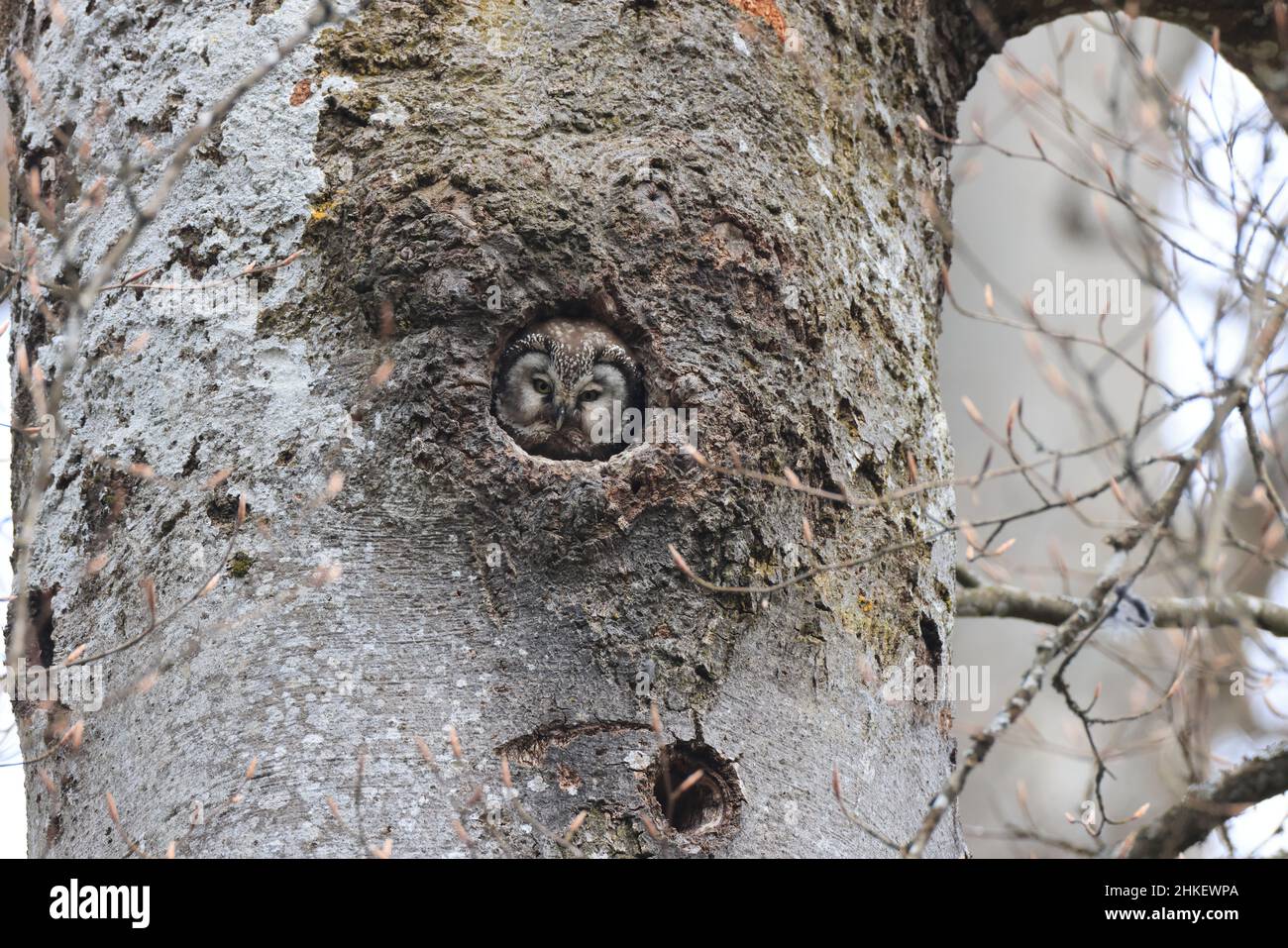 Gufo boreale o gufo di Tengmalm (Aegolius funereus) Swabian Jura Germania Foto Stock