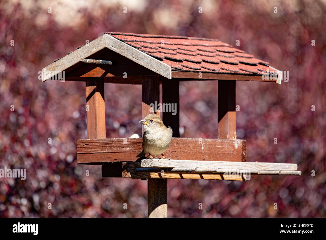 Casa passera femmina domestico Passer, nutrendo in semplice alimentatore di uccelli di legno fatto in casa, birdhouse installato sul giardino d'inverno in giorno nevoso Foto Stock