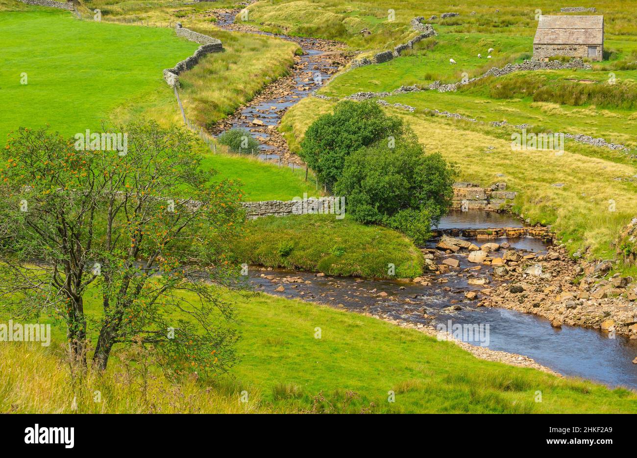 La bella dale di Keld in Upper Swaledale, Regno Unito, con albero di rowan, fienile di pietra o casa di mucca, pecore e il fiume Swale che scorre attraverso il dale. Hor Foto Stock