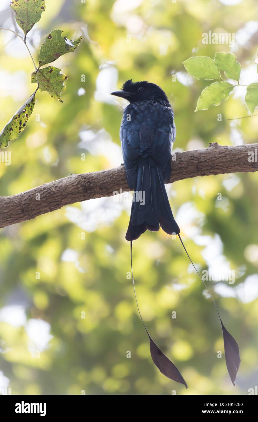 Il grande racket coda Drongo. Il gioiello oscuro vocale dalle foreste dei Ghati occidentali dell'India Foto Stock