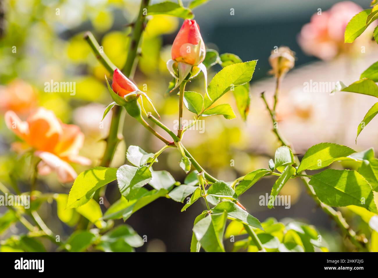 Fiore singolo arancione e boccioli chiusi di rosa. Foto Stock