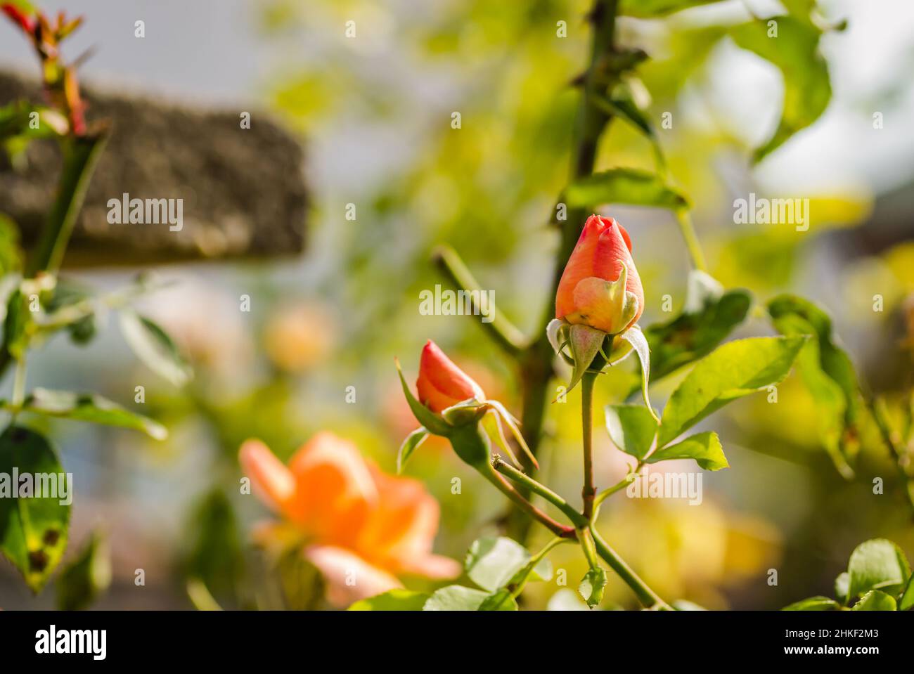 Fiore singolo arancione e boccioli chiusi di rosa. Foto Stock