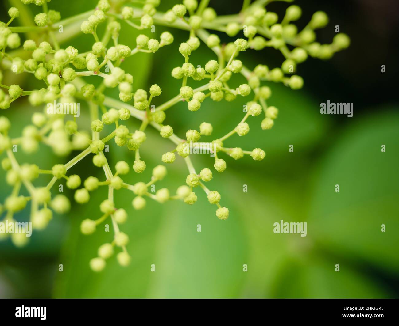 Sambuco o sambuco verde immaturo fiore, fuoco su primo piano e pianta verde su uno sfondo Foto Stock