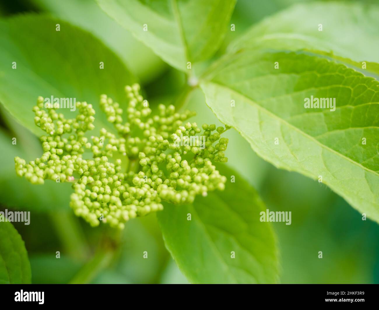 Sambuco o sambuco verde immaturo fiore, fuoco su primo piano e pianta verde su uno sfondo Foto Stock