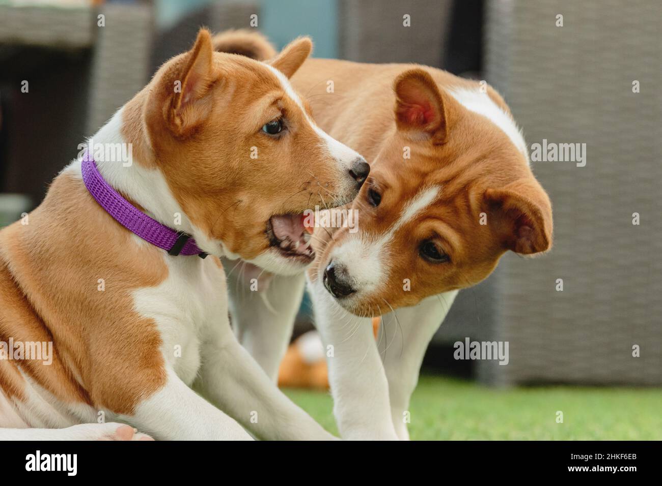 Due cuccioli basenji che giocano e si divertono a casa al coperto Foto Stock