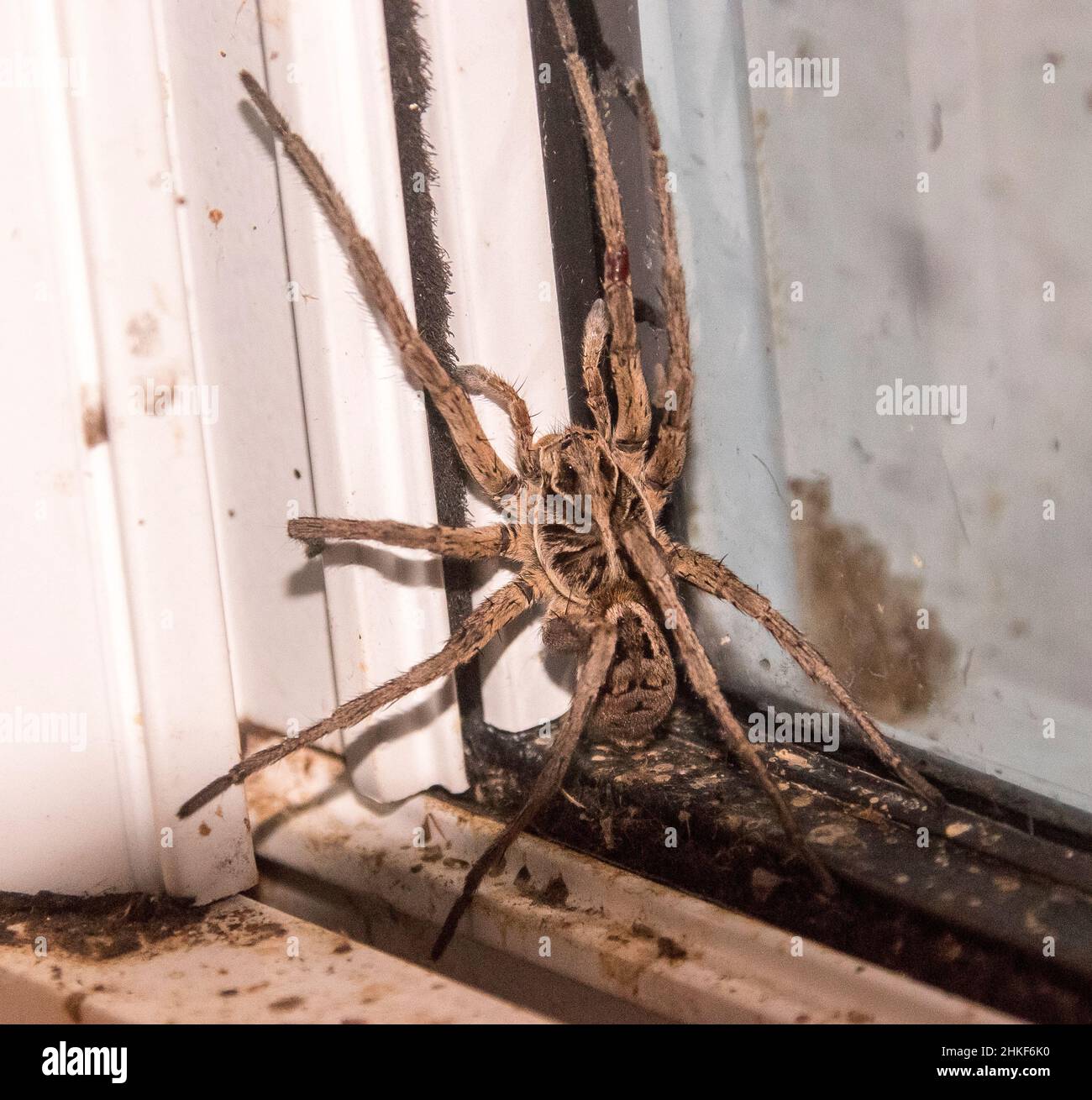 Australian Garden Wolf Spider (Lycosa godefroyi), un ragno da caccia, in angolo della cornice della finestra la sera estiva nel giardino del Queensland. Foto Stock