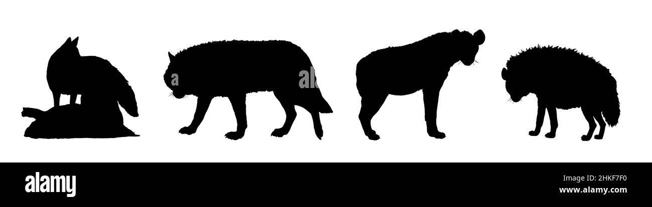 Lupo, volpe, Iena macchiata e strippato hyena.Comparison di animali. Illustrazione della silhouette con predatori. Foto Stock
