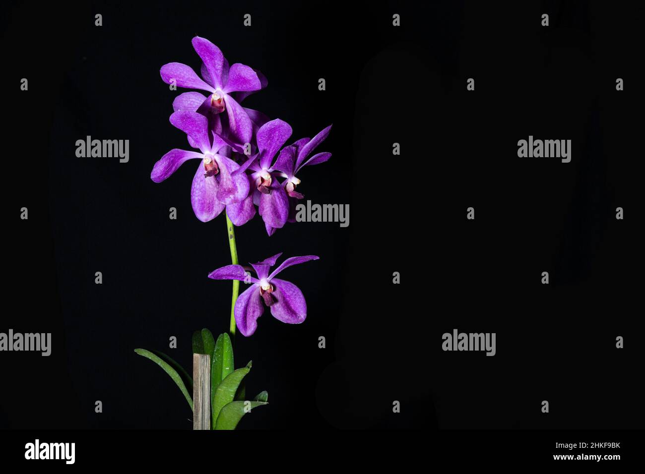 Mokara Orchid Foto Stock